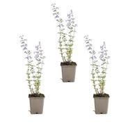 Bloomique - Lot de 6 - Nepeta Walker's Low - Cataire - Rustique - Vivace - Mellifère - Hauteur 10-20 cm - Pot 9 cm