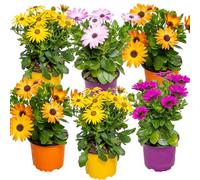 Bloomique - Lot de 6 - Osteospermum - Marguerite du Cap - Mélange de couleurs - Plantes de jardin - Plantes de massif - Hauteur 15-20 cm - Pot 10,5 cm