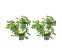 Bloomique - Lot de 6 - Pelargonium Graveolens - Géranium citron - Anti-moustique - Parfumé - Plantes de jardin - Hauteur 15-30 cm - Pot 10,5 cm