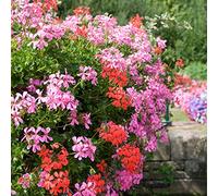 Bloomique - Lot de 6 - Pelargonium Peltatum - Géraniums retombants - Plantes de jardin - Hauteur 15-20 cm - Pot 10,5 cm