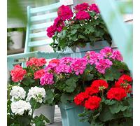 Bloomique - Lot de 6 - Pelargonium Zonale - Géraniums dressés - Plantes de jardin - Hauteur 15-20 cm - Pot 10,5 cm