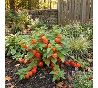 Bloomique - Lot de 6 - Physalis alkekengi franchetii - Amour en cage - Rustique - Vivace - Hauteur 10-20 cm - Pot 9 cm