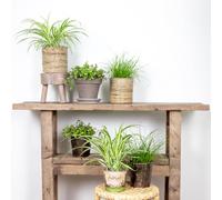 Bloomique - Lot de 6 - Plantes d’intérieur sans danger pour les animaux - Chlorophytum, Cyperus, Callisia - 20-30 cm de Haut - Pot 12 cm