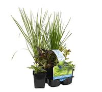 Bloomique - Lot de 6 - Plantes de bassin s aux insectes - Zone de bassin 1-2 - Plantes aquatiques - Résistantes au gel - 15-25 cm de haut - Pot 9 cm