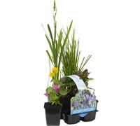 Bloomique - Lot de 6 - Plantes de bassin fleuries - Achillea - Caltha - Lobelia - Lysimachia - Mazus - Schizostylis - Zone de bassin 1-2 - 15-25 cm de haut - Pot 9 cm