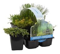 Bloomique - Lot de 6 - Plantes de bassin oxygénantes - Hippuris - Hydrocotyle - Lilaeopsis - Myriophyllum - Rotala - Scirpus - Zone de bassin 5-15-25 cm de haut - Pot 9 cm