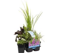 Bloomique - Lot de 6 - Plantes de bassin parfumées - Acorus - Géranium - Houttuynia - Menthe - Preslia - Zantedeschia - Zone de bassin 1-2 - 15-25 cm de haut - Pot 9 cm
