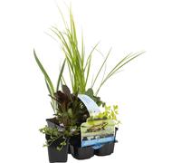 Bloomique - Lot de 6 - Plantes de bassin purifiantes - Acorus, Carex, Hippuris, Iris, Sparganium, Typha - Zone de bassin 1 & 2 - 15-25 cm de haut - Pot 9 cm