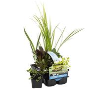 Bloomique - Lot de 6 - Plantes de bassin purifiantes - Acorus, Carex, Hippuris, Iris, Sparganium, Typha - Zone de bassin 1 & 2 - Hauteur 15-25 cm - Pot 9 cm