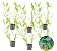 Bloomique - Lot de 6 - Pontederia Cordata - Jacinthe d’eau - Pontédérie - Plantes de bassin - Plantes aquatiques - Rustique - Hauteur 10-20 cm - Pot 9 cm
