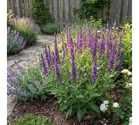 Bloomique - Lot de 6 - Salvia Ostfriesland - Sauge - Rustique - Vivace - Mellifère - Hauteur 10-20 cm - Pot 9 cm