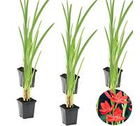 Bloomique - Lot de 6 - Schizostylis Coccinea - Lys des Cafres rouge - Glaïeul des marais - Plantes de bassin - Plantes aquatiques - Rustique - Hauteur 10-20 cm - Pot 9 cm