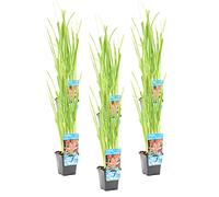 Bloomique - Lot de 6 - Schizostylis 'Mrs Hegarty' - Lis des Cafres rose - Glaïeul des marais - Plantes de bassin - Plantes aquatiques - Résistante au gel - 10-20 cm de haut - Pot 9 cm