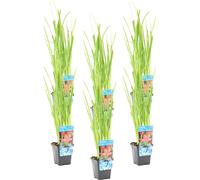 Bloomique - Lot de 6 - Schizostylis 'Mrs Hegarty' - Lis des Cafres rose - Glaïeul des marais - Plantes de bassin - Plantes aquatiques - Résistante au gel - 10-20 cm de haut - Pot 9 cm