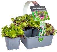 Bloomique - Lot de 6 - Sedum Mix - Orpin - Plantes de jardin - Résistante au gel - Couvre-sol - Hauteur 8-12 cm - Pot 7 cm