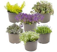 Bloomique - Lot de 6 - Sedum - Orpin - Plantes de jardin - Résistante au gel - Persistante - Hauteur 10-15 cm - Pot 14 cm