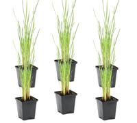 Bloomique - Lot de 6 - Typha Latifolia - Grand Massette - Cigare des marais - Plantes de bassin - Résistante au gel - Zone de bassin 2-3 - 15-25 cm de haut - Pot 9 cm
