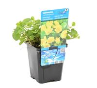 Bloomique - Lysimachia Nummularia - Herbe aux écus - Plantes de bassin - Plantes aquatiques - Résistante au gel - 10-20 cm de haut - Pot 9 cm