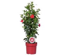 Bloomique - Mandevilla Sundaville - Jasmin du Chili - Rouge - Plantes de jardin - Hauteur 70-90 cm - Pot 19 cm