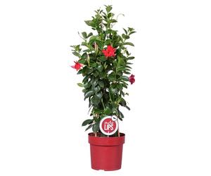 Bloomique - Mandevilla Sundaville - Jasmin du Chili - Rouge - Plantes de jardin - Hauteur 70-90 cm - Pot 19 cm
