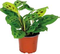 Bloomique - Maranta Kerchoveana - Plante priante - Plante suspendue - Dépolluante - Sans danger pour les animaux - Hauteur 10-20 cm - Pot 12 cm