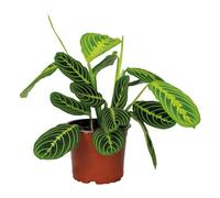 Bloomique - Maranta Lemon Lime - Plante priante - Plante suspendue - Dépolluante - Sans danger pour les animaux - Hauteur 10-20 cm - Pot 12 cm