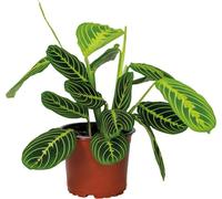 Bloomique - Maranta Lemon Lime - Plante priante - Plante suspendue - Dépolluante - Sans danger pour les animaux - Hauteur 10-20 cm - Pot 12 cm