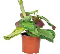 Bloomique - Maranta Silverband - Plante priante - Plante suspendue - Dépolluante - Sans danger pour les animaux - Hauteur 10-20 cm - Pot 12 cm