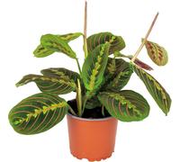 Bloomique - Maranta Tricolor - Plante priante - Plante suspendue - Dépolluante - Sans danger pour les animaux - Hauteur 10-20 cm - Pot 12 cm