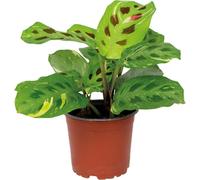 Bloomique - Maranta Variegata - Plante priante - Plante suspendue - Dépolluante - Sans danger pour les animaux - Hauteur 10-20 cm - Pot 12 cm