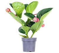 Bloomique - Medinilla magnifica 'Flamenco' - Medinilla - Plante d’intérieur - Facile d’entretien - 50-60 cm