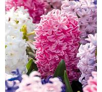 Bloomique - Mélange de 10 - Jacinthe - Jacinthe - Mélange de Couleurs - Bulbes à Fleurs - Floraison Printemps - Plantes Vivaces - Pousse jusqu'à 20-25 cm