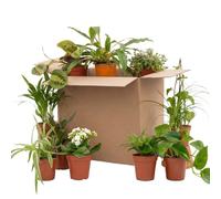 Bloomique - Mélange de 12 - Boîte Deuxième Chance - Boîte Surprises Durable - Plantes d'intérieur - Hauteur 20-40 cm - Pot 12 cm