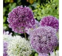 Bloomique - Mélange de 15 - Allium Fantasia - Look - Oignon ornemental - Bleu, Blanc, Violet - Bulbes à fleurs - Floraison printanière - Plantes vivaces - Pousse jusqu'à 70-90 cm