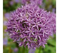 Bloomique - Mélange de 15 - Allium Purple Sensation - Look - Oignon ornemental - Violet - Bulbes à fleurs - Floraison printanière - Plantes vivaces - Pousse jusqu'à 70-90 cm