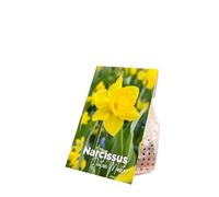 Bloomique - Mélange de 15 - Narcissus Dutch Master - Grande jonquille jaune - Bulbes à fleurs - Floraison printanière - Plantes vivaces - Pousse jusqu'à 35-45 cm