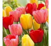 Bloomique - Mélange de 20 - Mélange hybride Tulipa Darwin - Bulbes de tulipes - Mélange de couleurs - Bulbes à fleurs - Floraison printanière - Plantes vivaces - Pousse jusqu'à 55-60 cm