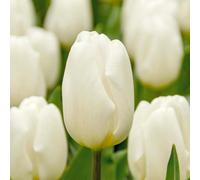 Bloomique - Mélange de 20 - Tulipa - Bulbes de tulipes - Blanc - Bulbes à fleurs - Floraison printanière - Plantes vivaces - Pousse jusqu'à 30-35 cm