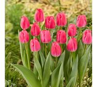 Bloomique - Mélange de 20 - Tulipa - Bulbes de tulipes - Rose - Bulbes à fleurs - Floraison printanière - Plantes vivaces - Pousse jusqu'à 45-55 cm