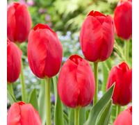 Bloomique - Mélange de 20 - Tulipa - Bulbes de tulipes - Rouge - Bulbes à fleurs - Floraison printanière - Plantes vivaces - Pousse jusqu'à 50-55 cm