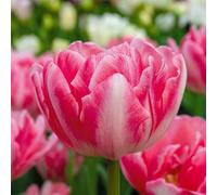 Bloomique - Mélange de 20 - Tulipa Double Rose - Bulbes de Tulipes - Fleur Double - Bulbes à Fleurs - Floraison Printemps - Plantes Vivaces - Pousse jusqu'à 30-35 cm