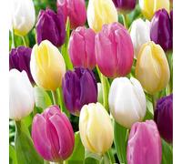 Bloomique - Mélange de 20 - Tulipa Rainbow Mix - Bulbes de tulipes - Bulbes à fleurs - Floraison printanière - Plantes vivaces - Pousse jusqu'à 30-35 cm