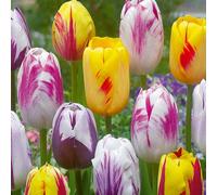 Bloomique - Mélange de 20 - Tulipa Rembrandt Mix - Bulbes de tulipes - Bulbes à fleurs - Floraison printanière - Plantes vivaces - Pousse jusqu'à 40-50 cm