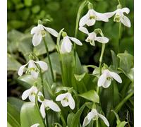 Bloomique - Mélange de 25 - Galanthus Woronowii - Perce-neige - Blanc - Bulbes à fleurs - Floraison printanière - Plantes vivaces - Pousse jusqu'à 10-15 cm