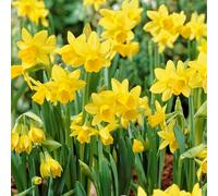 Bloomique - Mélange de 25 - Narcisse Tête à Tête - Petite Jonquille - Bulbes à Fleurs - Floraison Printemps - Plantes Vivaces - Pousse jusqu'à 15-20 cm