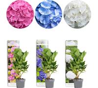 Bloomique - Mélange de 3 - Hydrangea Macrophylla – Rose, Bleu, Blanc – Hortensia – Hortensia commun – Plantes de jardin – Rustique – 20-30 cm de haut – Pot 10,5 cm