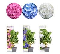 Bloomique - Mélange de 3 - Hydrangea Macrophylla - Rose, Bleu, Blanc - Hortensia - Hortensia commun - Plantes de jardin - Rustique - 20-30 cm de haut - Pot 10,5 cm