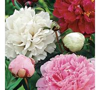 Bloomique - Mélange de 3 - Paeonia - Pivoine - Rouge, Blanc, Rose - Tubercules - Plantes de jardin - Vivaces - Rustique - Vivace - Pousse jusqu'à 80-100 cm