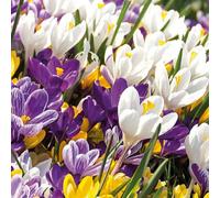 Bloomique - Mélange de 40 - Crocus - Crocus - Mélange de Couleurs - Bulbes à Fleurs - Floraison Printemps - Plantes Vivaces - Pousse jusqu'à 10-15 cm
