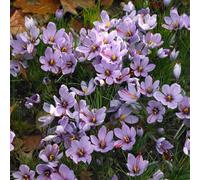Bloomique - Mélange de 40 - Crocus Sativus - Crocus Safran - Bleu - Bulbes à Fleurs - Floraison d'Automne - Plantes Vivaces - Pousse jusqu'à 5-10 cm